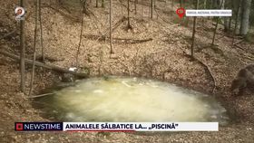 Animalele sălbatice la ”piscină”